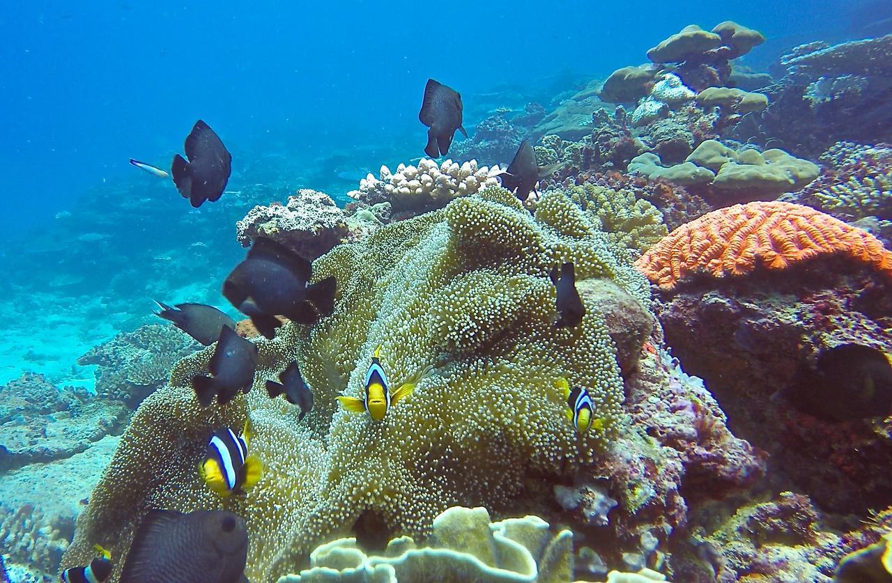 Puri Asu Resort Palau Asu Eksteriør billede